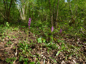 Orchis mascula 'purpurea'